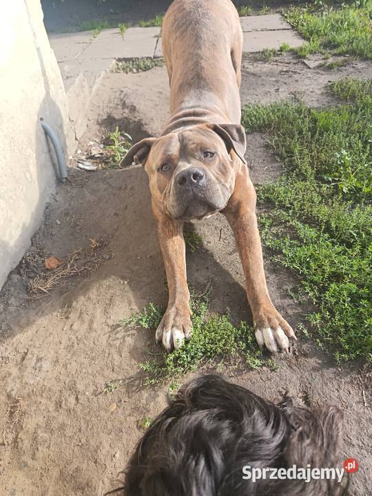 Reproduktor Amstaff Amstaff Warszawa