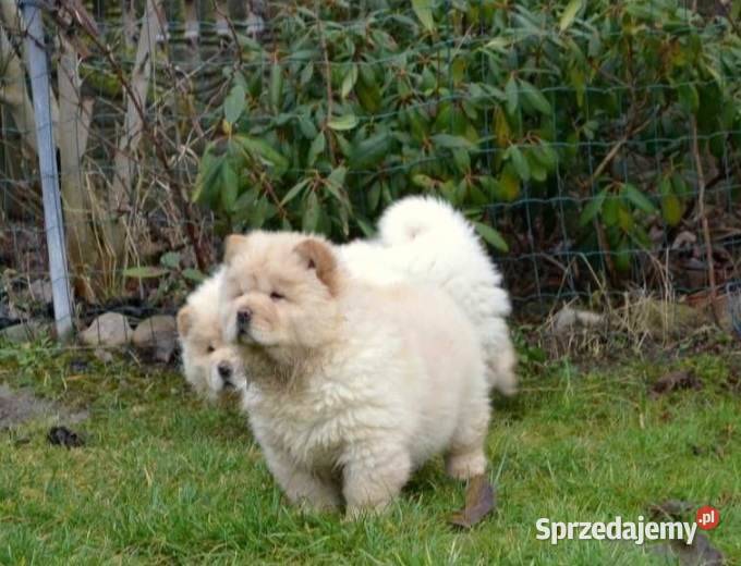 CHOW CHOW GOTOWE DO ZMIANY DOMKU Warszawa