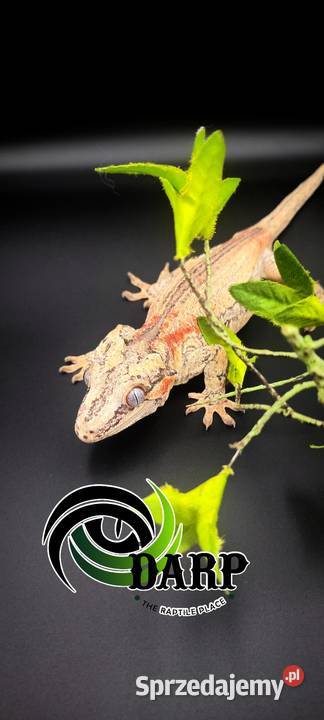 Gekon gargulcowy samiec dorosły Bytom
