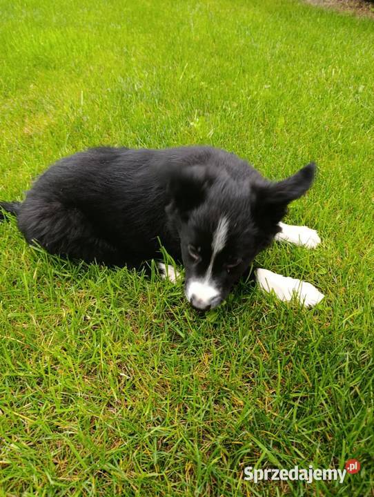 Border Collie Piesek Szczaworyż