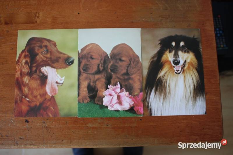 9 pocztówek z sympatycznymi pieskami mazowieckie Warszawa