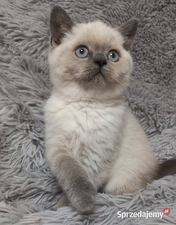 Kotka brytyjska colorpoint rodowód FPL łódzkie Łódź sprzedam