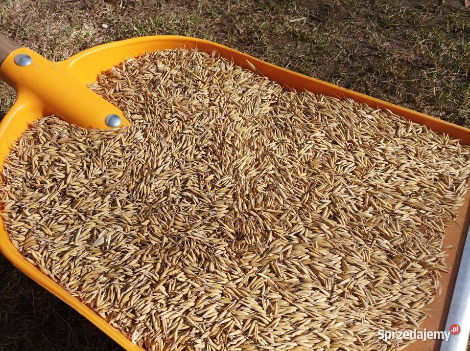 Owies Bingo odwiany czysty Okręglica