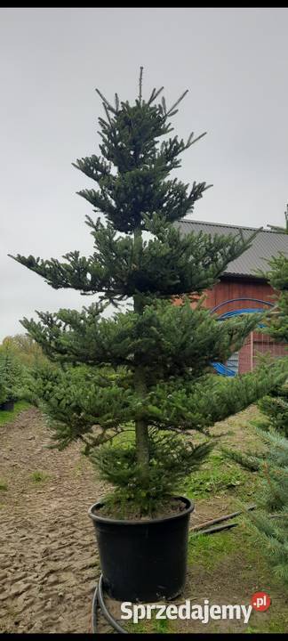 Jodła Koreańska 80250 Jodła Koreańska w donicy Kraków