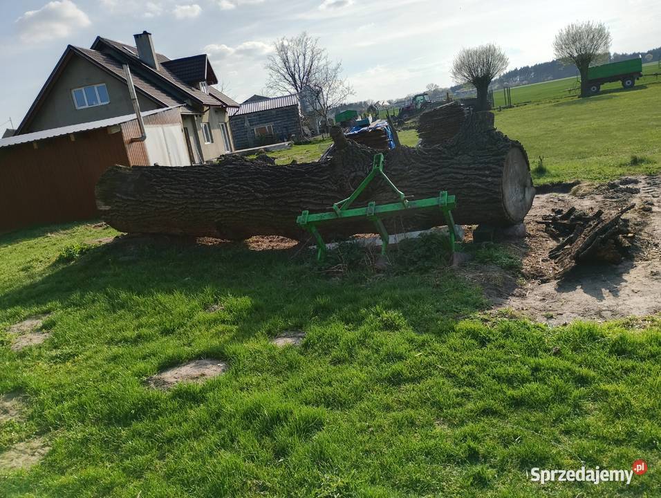 Kłoda dębowa sucha