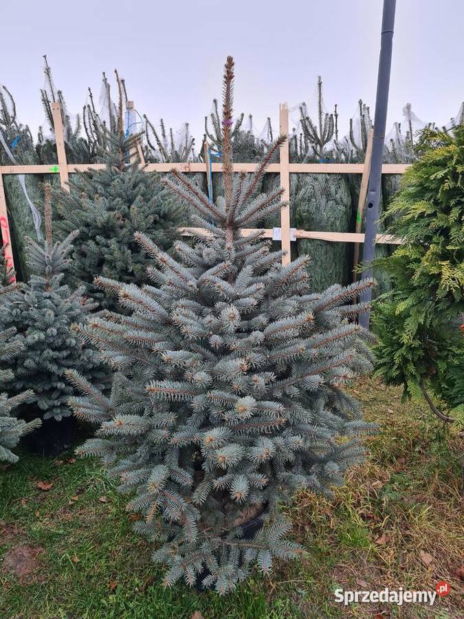 CHOINKA Świerk srebrny 80100 Szkółka Producent Rydzyny