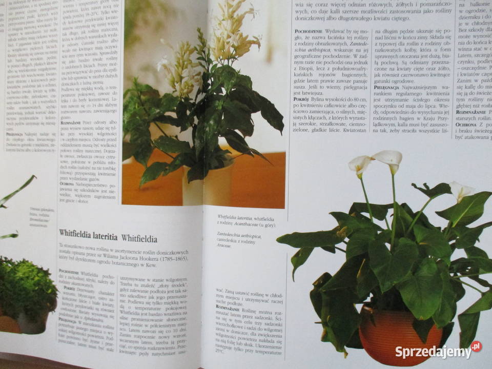 Mieszkanie w kwiatach Kwiaty w mieszkaniu uprawa Książki i Podręczniki Łódź