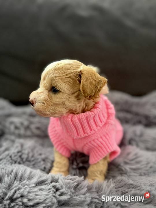 Maltipoo piękne dziewczynki Wadowice