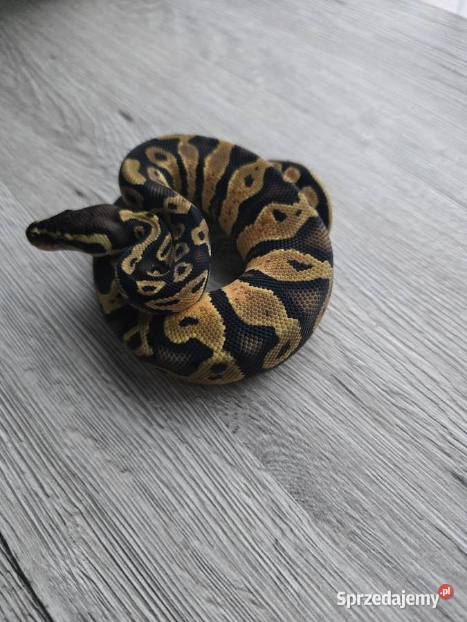 Pyton królewski samiec z 2025 Gady i płazy Suwałki