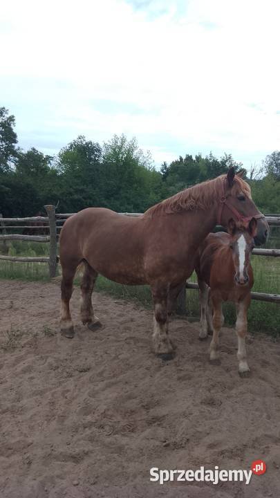 Sprzedam klacz zimnokwista zrebna że źrebakiem Gąbin