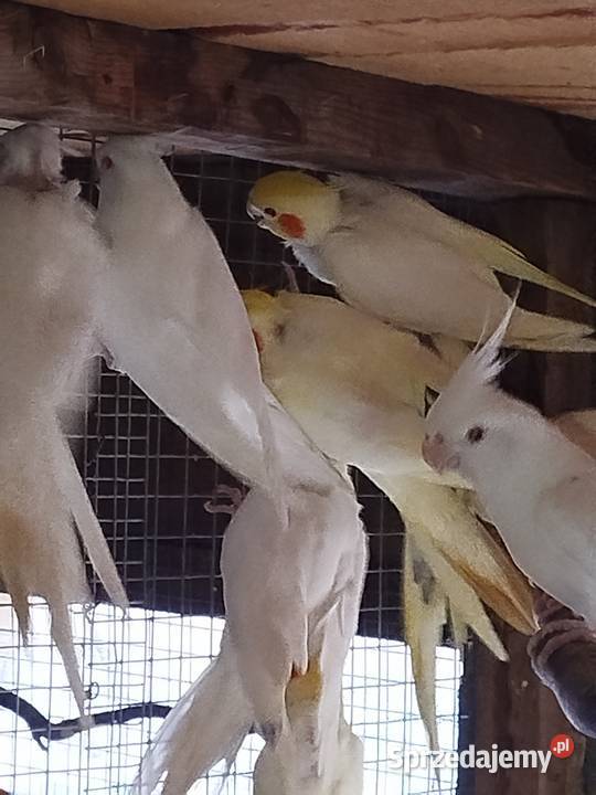 Sprzedam Nimfy Faliste Bukowiec