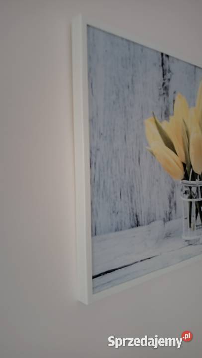 Obraz żółte tulipany zachodniopomorskie