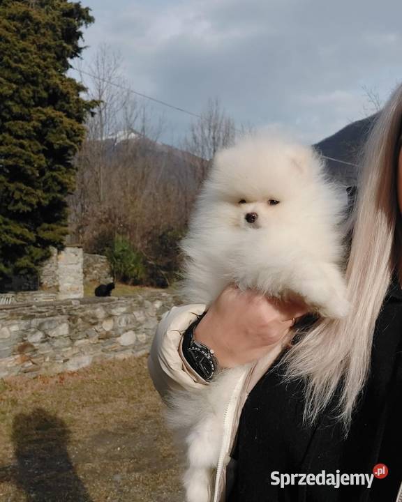 Szpic Pomeranian Szczenieta Gryfice