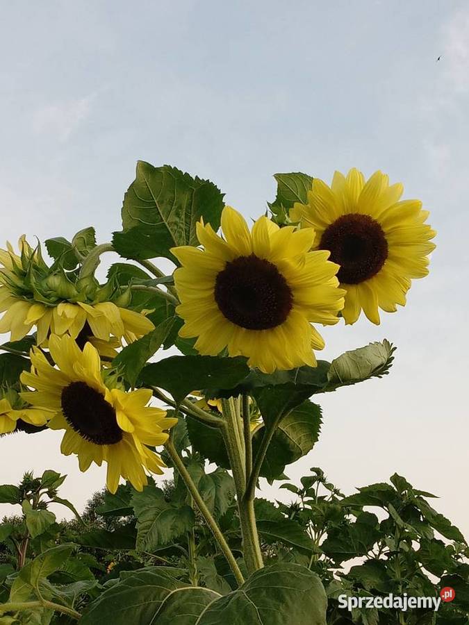 Kwiaty słonecznika kolorowe Bełżyce