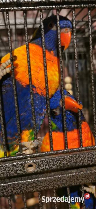 Lorysa Tęczowa dorosła para GADAJĄCA Czeladź sprzedam