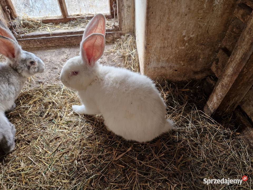 Sprzedam 2 samice i 2 samca belg olbrzym mazowieckie Chwałowice
