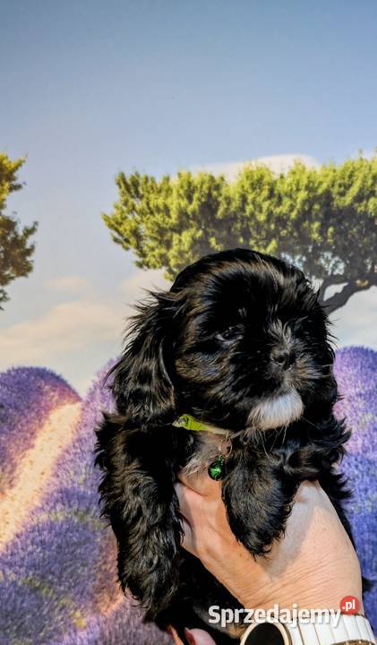 Szczenięta shih tzu z genem blue Shih Tzu Zawiercie