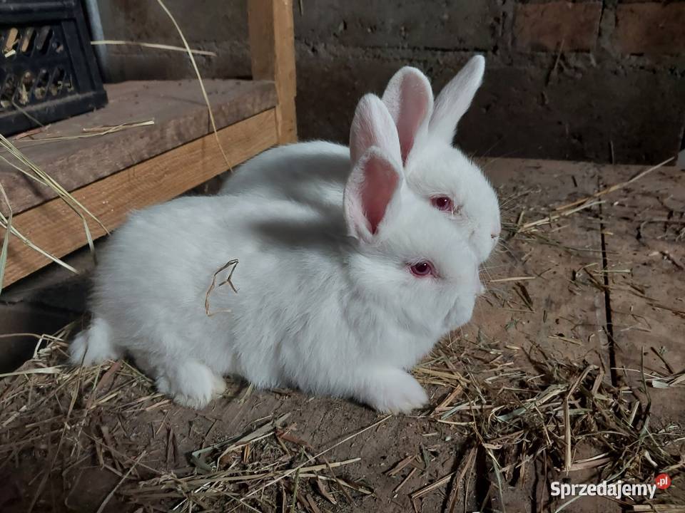 Króliki nw białykalifornia Parczew