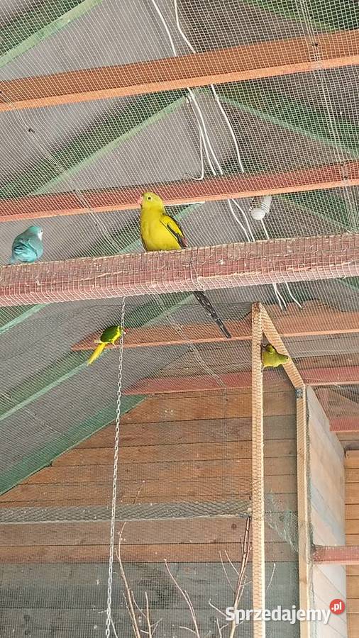 Papugi górskie małopolskie Koszyce