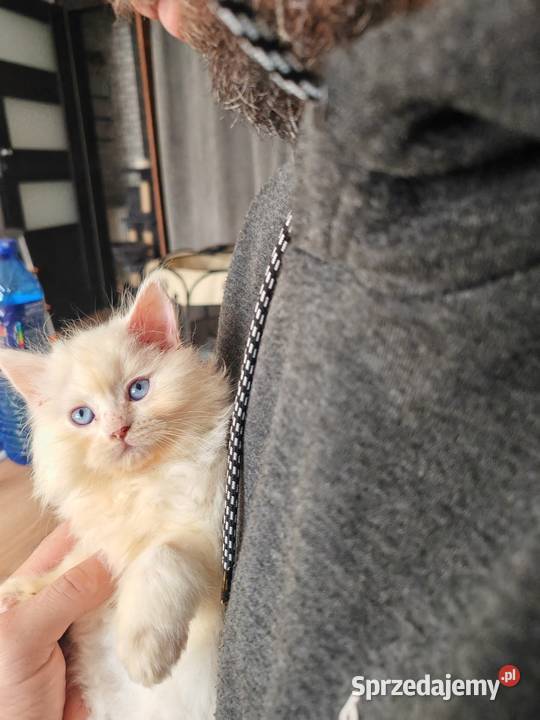 Pers Persy kot kotka mazowieckie Warszawa