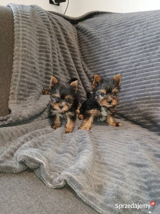 Yorkshire terrier wielkopolskie Września