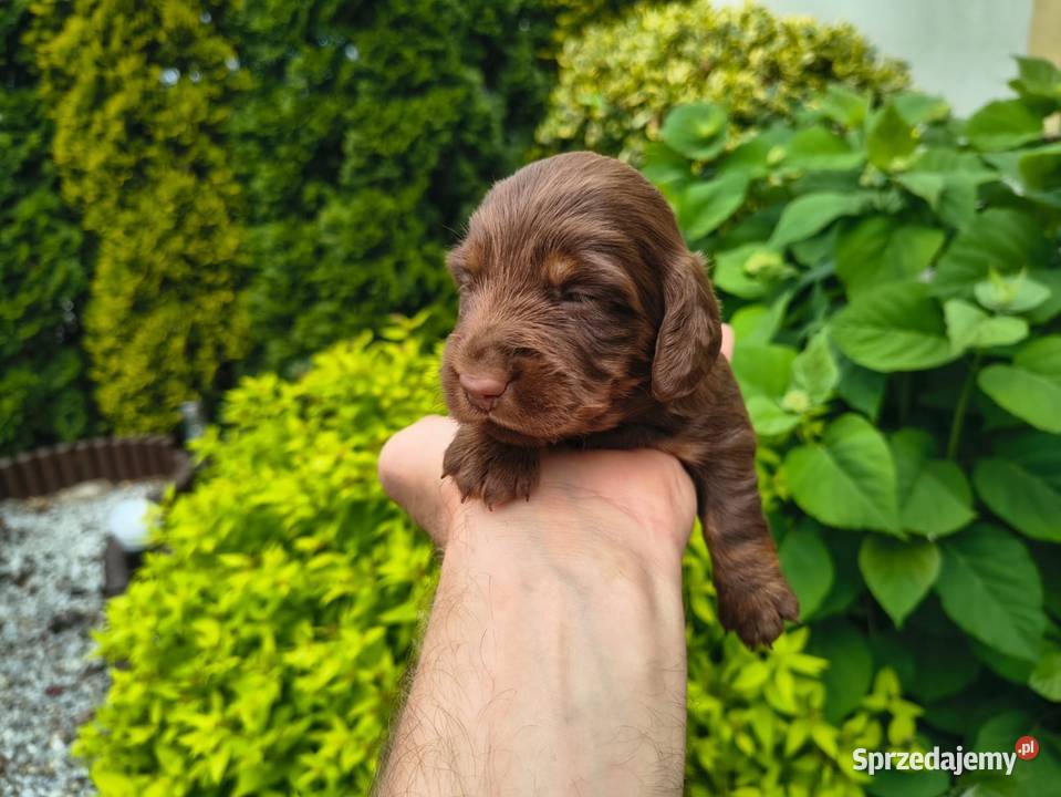 Jamnik długowłosy choco tan czekoladowy Duschand Jamnik Żychlin