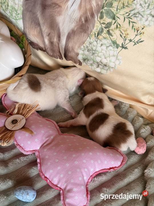 Szpic miniaturowypomeranian Psy śląskie Zrębice sprzedam