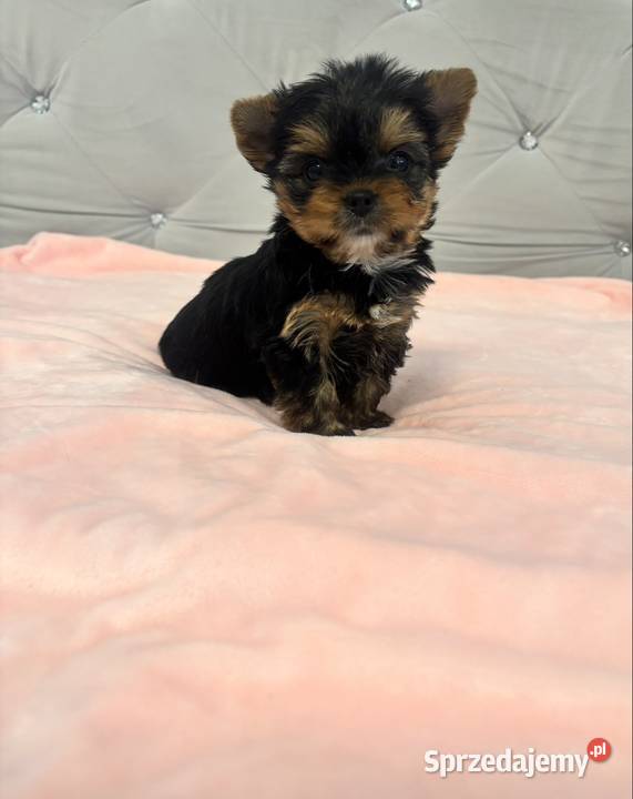 Yorkshire terrier mini lubuskie