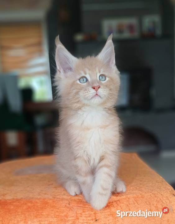 Maine Coon kocurek ds25 rodowód FPL małopolskie Olkusz