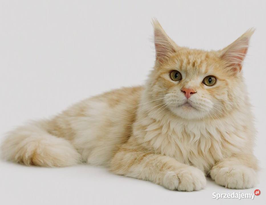 Reproduktor Maine Coon Wrocław