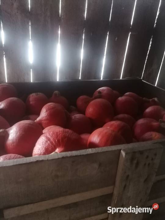 Sprzedam dynie hokaido Rogolin