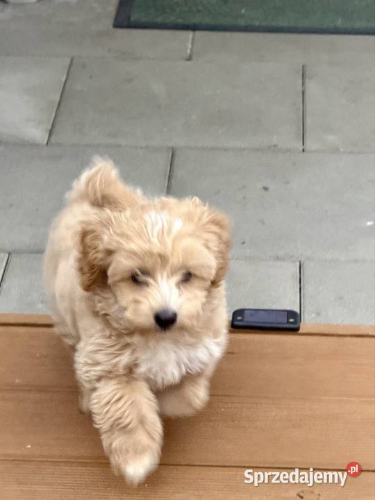 Maltipoo Suczka dolnośląskie Wrocław sprzedam