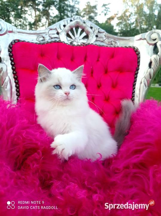 Ragdoll Kotka blue bicolor FIFE FPL Wschowa