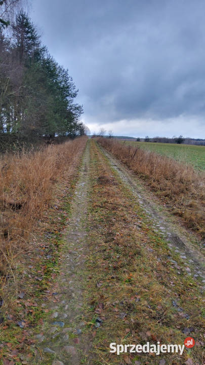 Syndyk sprzeda działkę rolną z lasem Smolanka