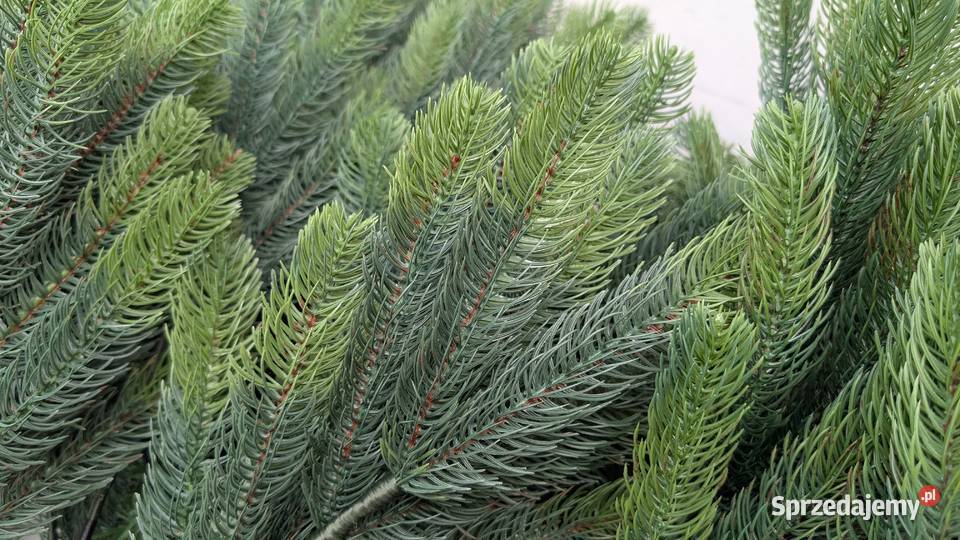 Choinka sztuczna SALCAR 180 jodła Nordmanna Jadowniki
