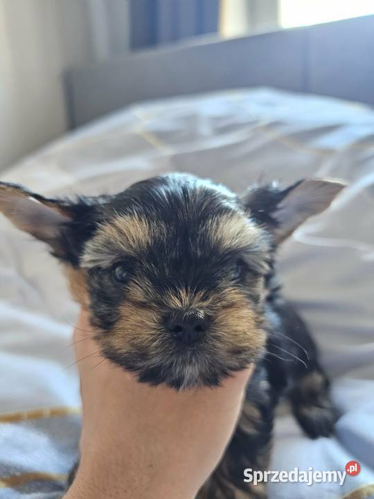 Samiec Yorkshire Terrier Częstochowa