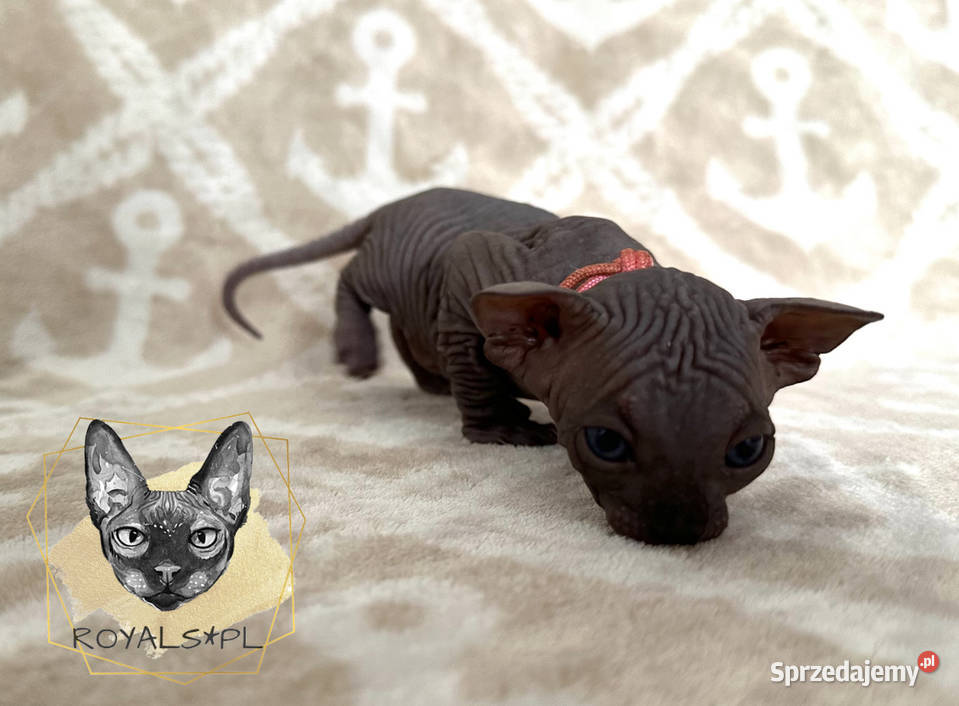 Coco sfinks kanadyjski czarna kotka Częstochowa