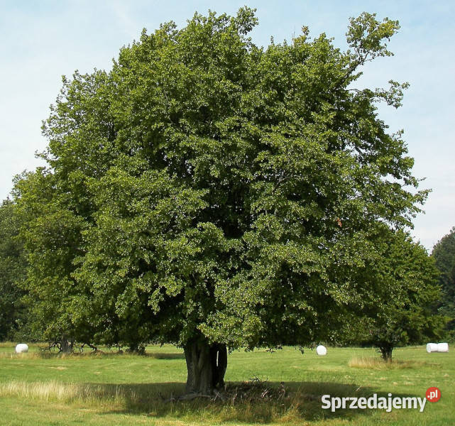 GRAB POSPOLITY Carpinus betulus NASIONA 1500