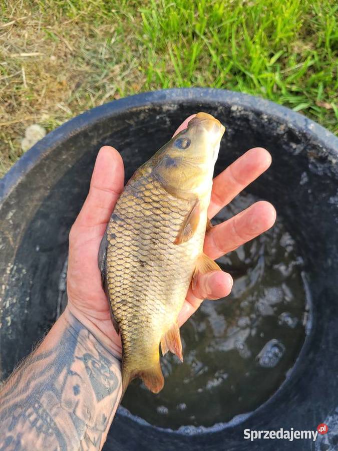 Karp Narybek Kroczek Węgorzyno