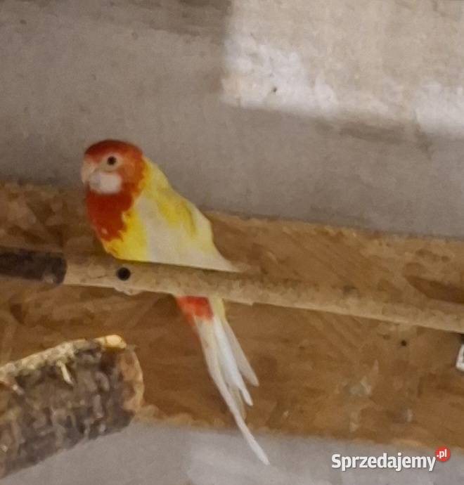 Rozella Białolica samica 2024r Częstochowa