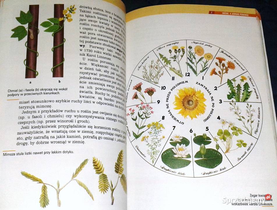 Spotkania z przyrodą 5 A Czubaj R Czubaj R miękka