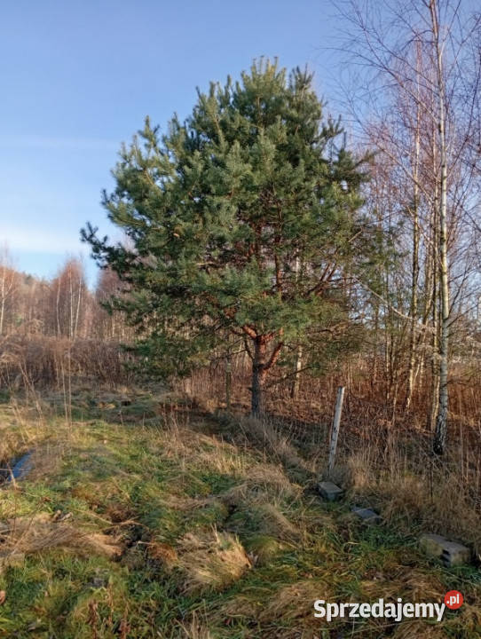 Sprzedam działkę budowlaną Ludwinów