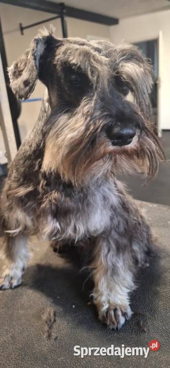 Sznaucer miniaturowy pieprz i sól Solec Kujawski