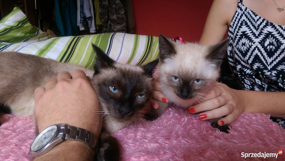 Kot Syjamski Tajski Kocurek Koty małopolskie Proszowice