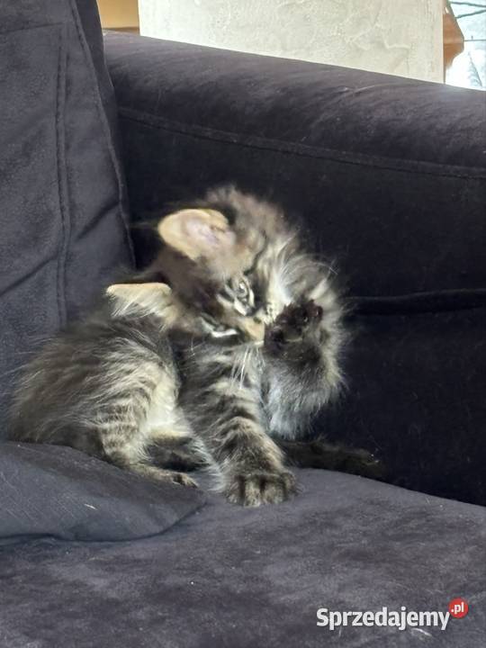 Kotki Maine Coon