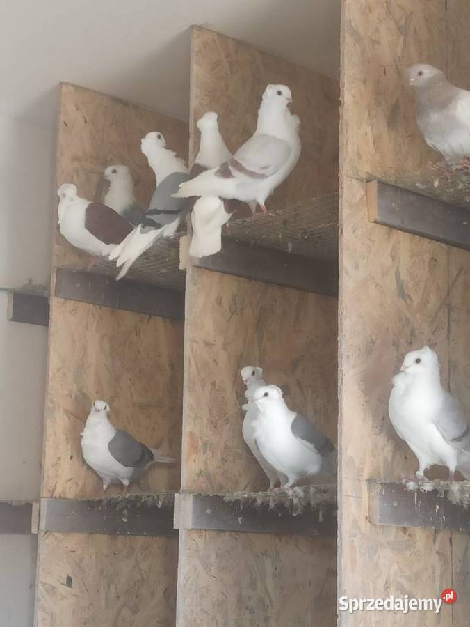 Gołębie mewki samce i samice lubelskie Krupe sprzedam