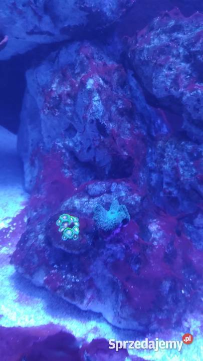 Akwarium Morskie 200l 100x40x50