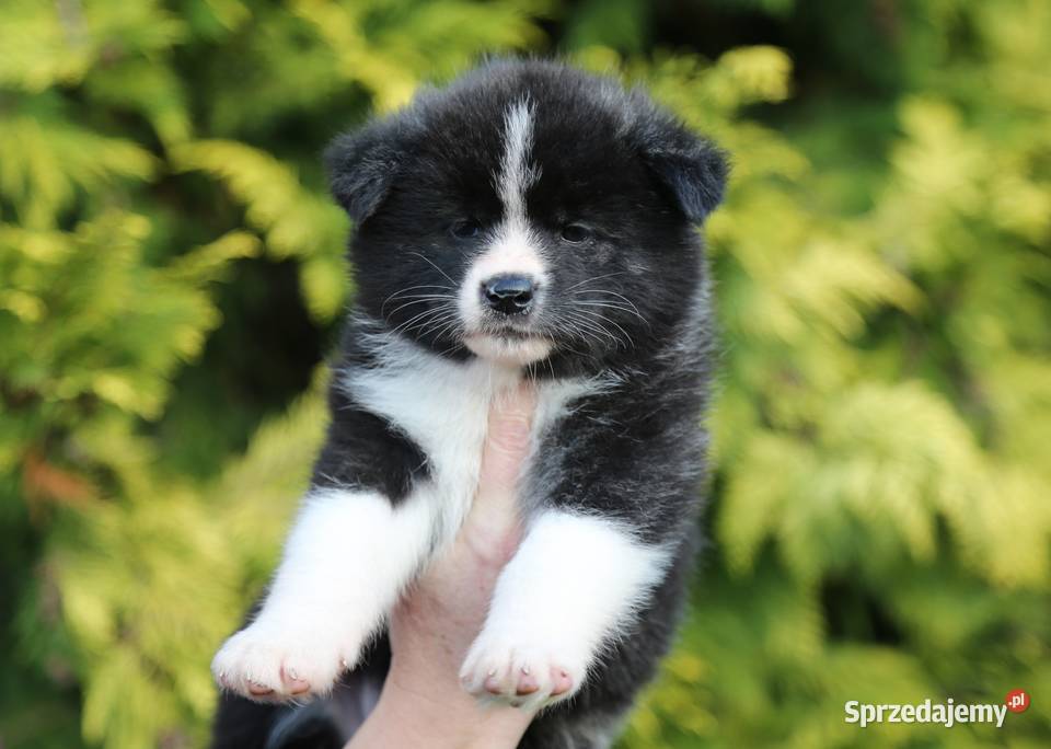 Akita inu japońska pręgowane szczenię Meiyosho Wrocław