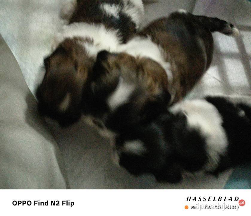 Szczenięta Shihtzu Chojna