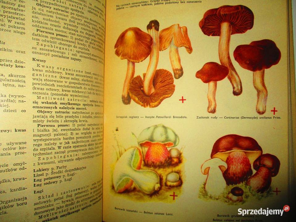 Lekarski poradnik domowy medycyna interna Łódź sprzedam